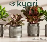 Is Kyari Good for Home Gardening?